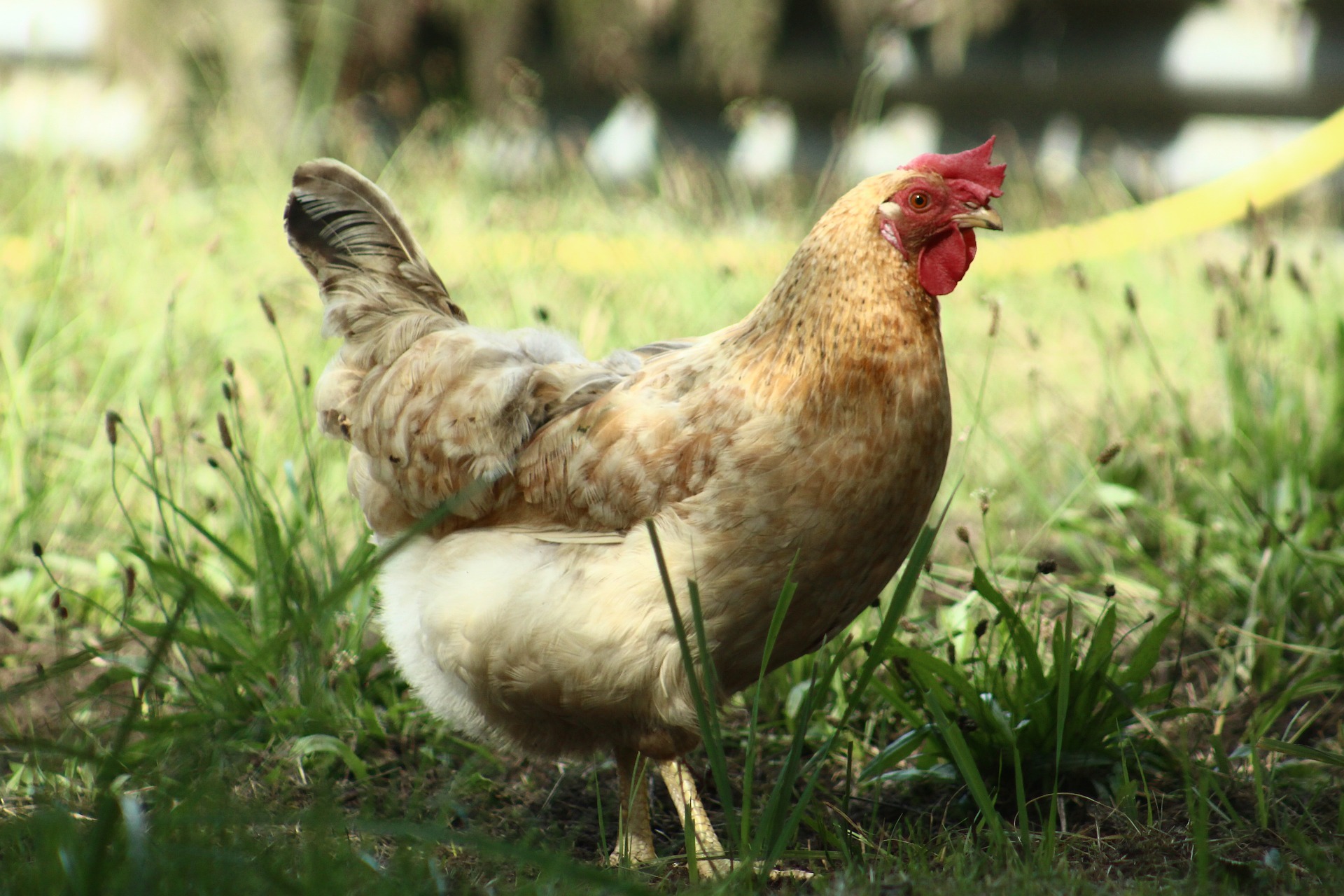 10-conseils-pour-prendre-soin-de-vos-poules-malades