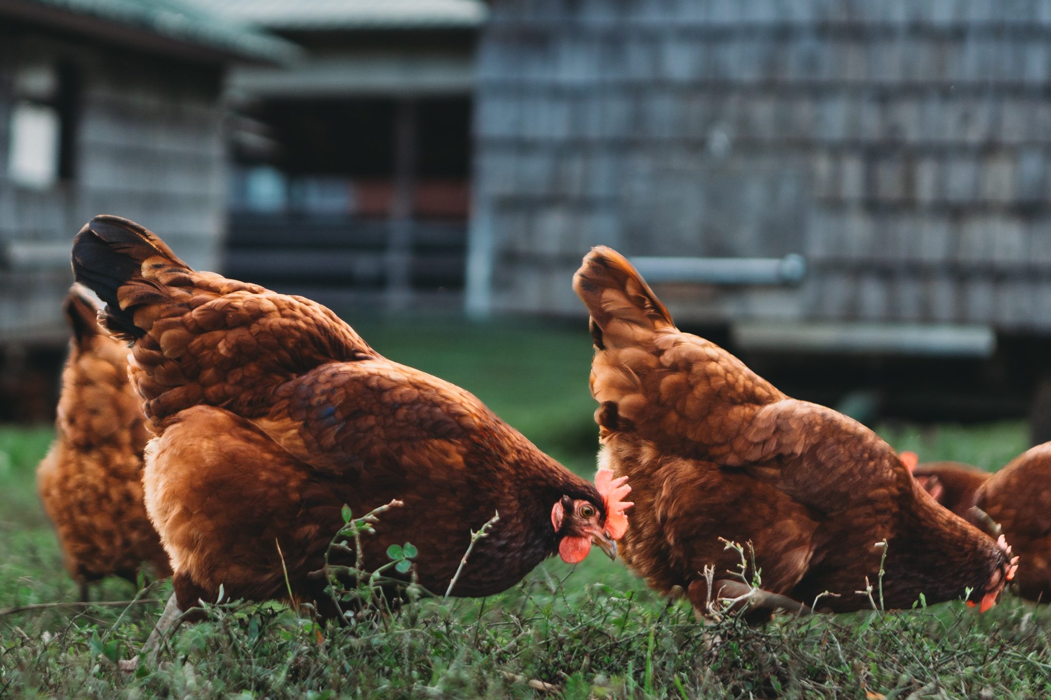 5 astuces pour un bain de poussière parfait pour vos poules Poulorama tout sur les poules