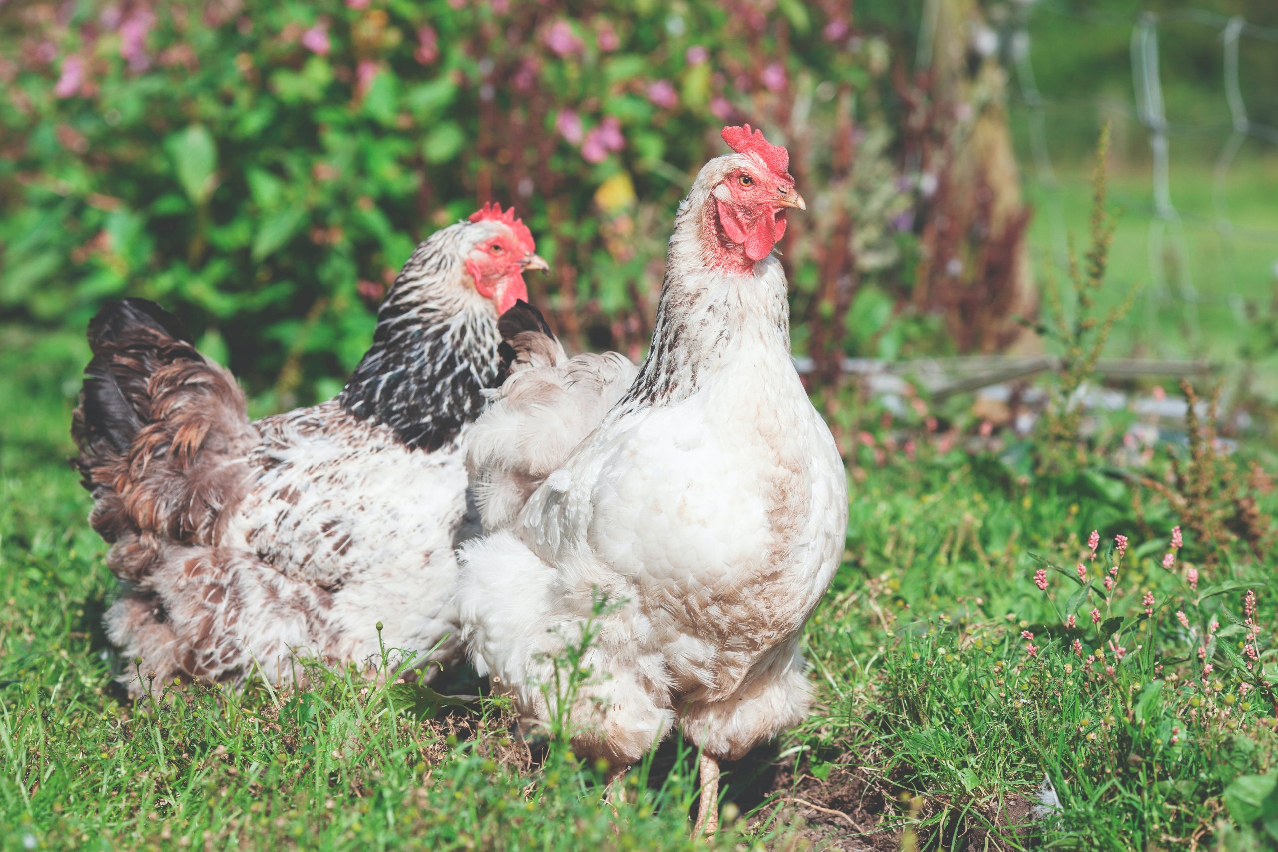 5-friandises-pour-vos-poules
