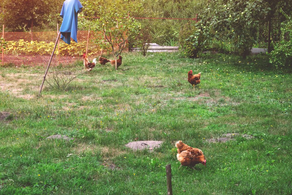 9-utilisations-astucieuses-des-poules-dans-le-jardin