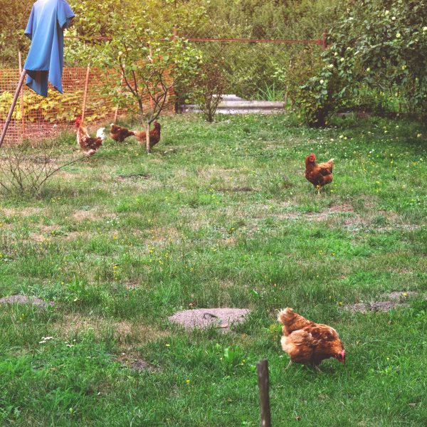 9-utilisations-astucieuses-des-poules-dans-le-jardin