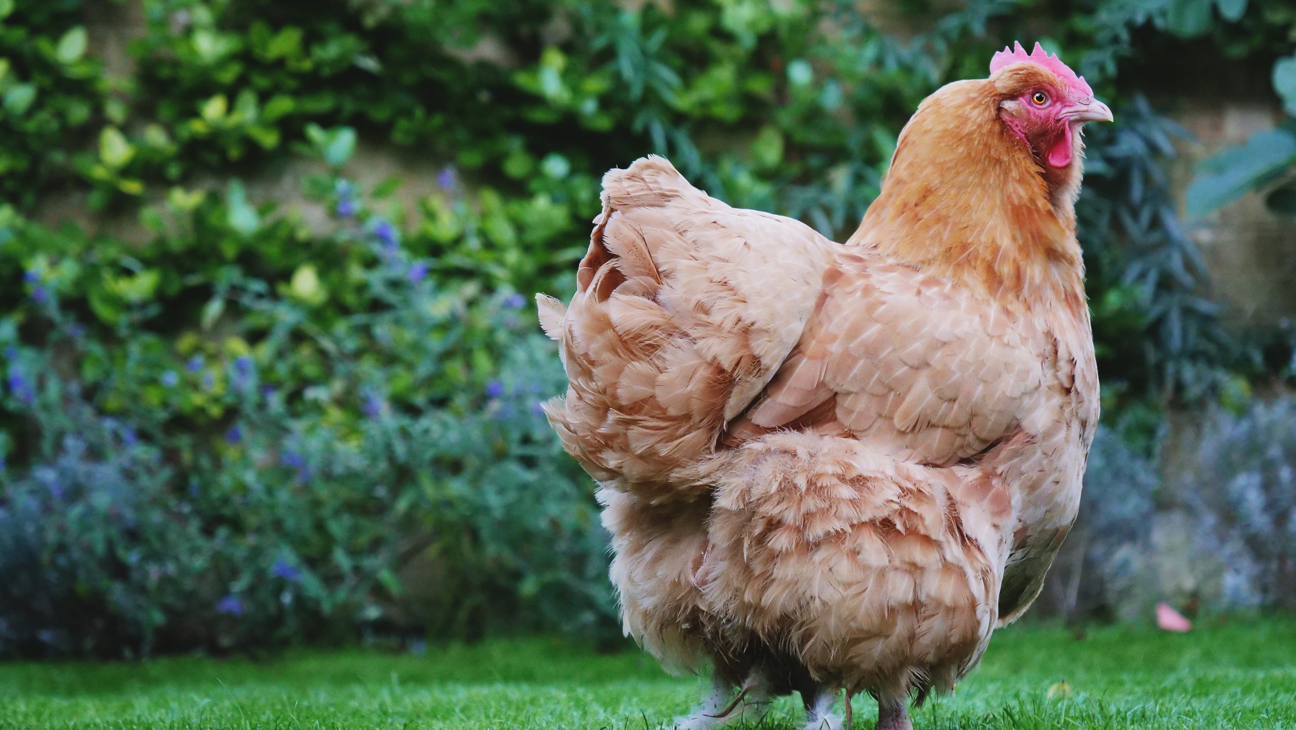 concilier-harmonieusement-poules-et-jardin