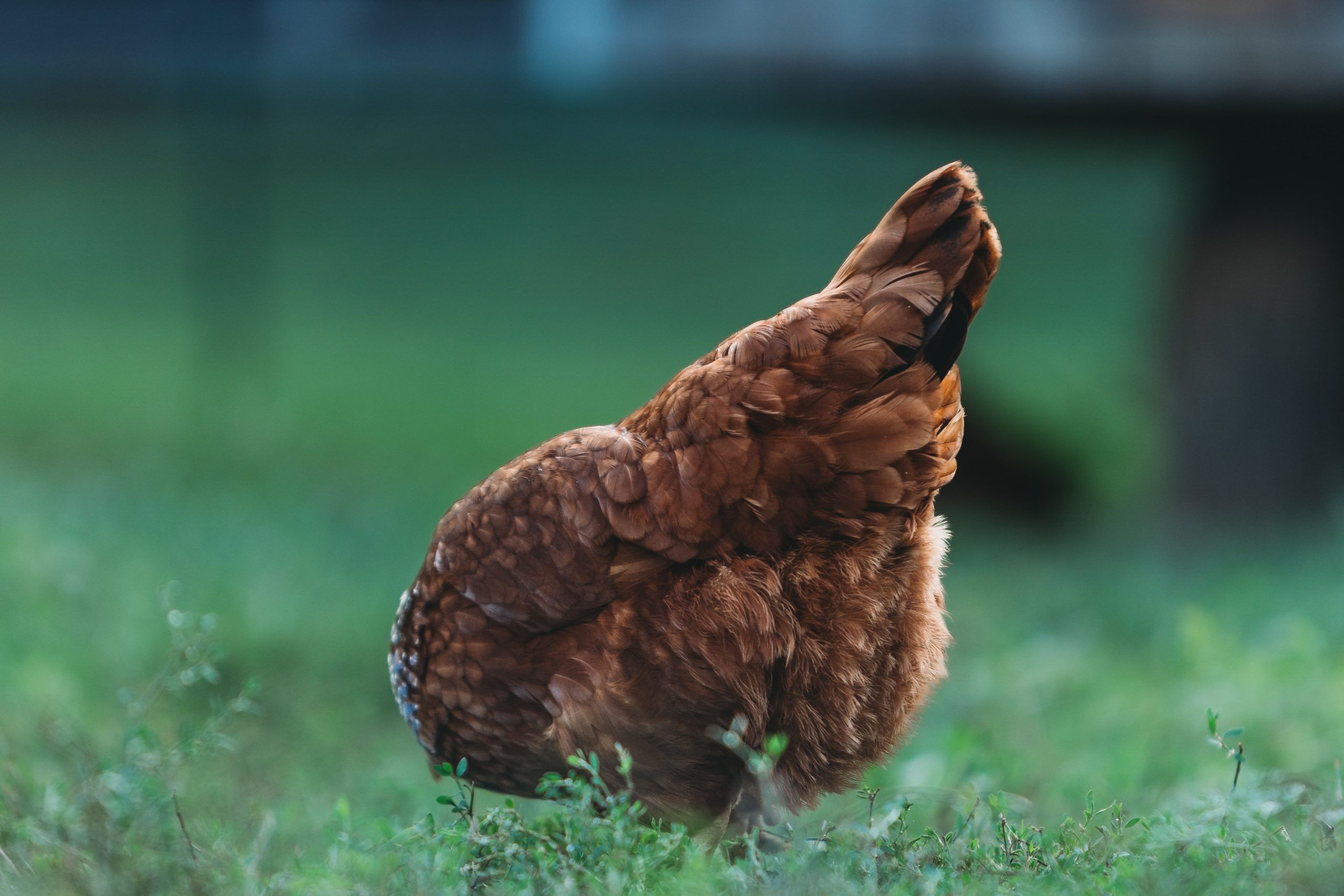 des-graines-germees-pour-nourrir-vos-poules