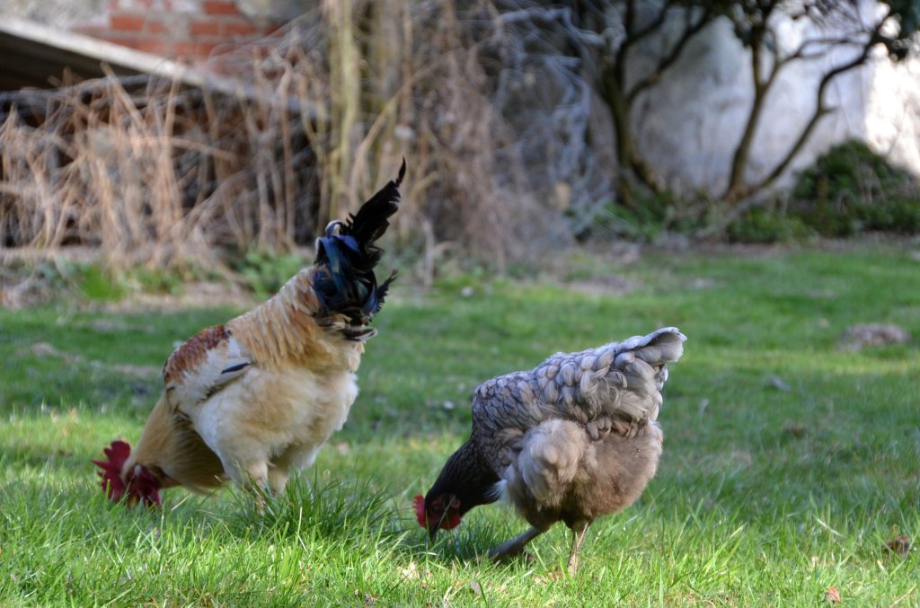 evolution-des-poules-jusquaux-races-actuelles