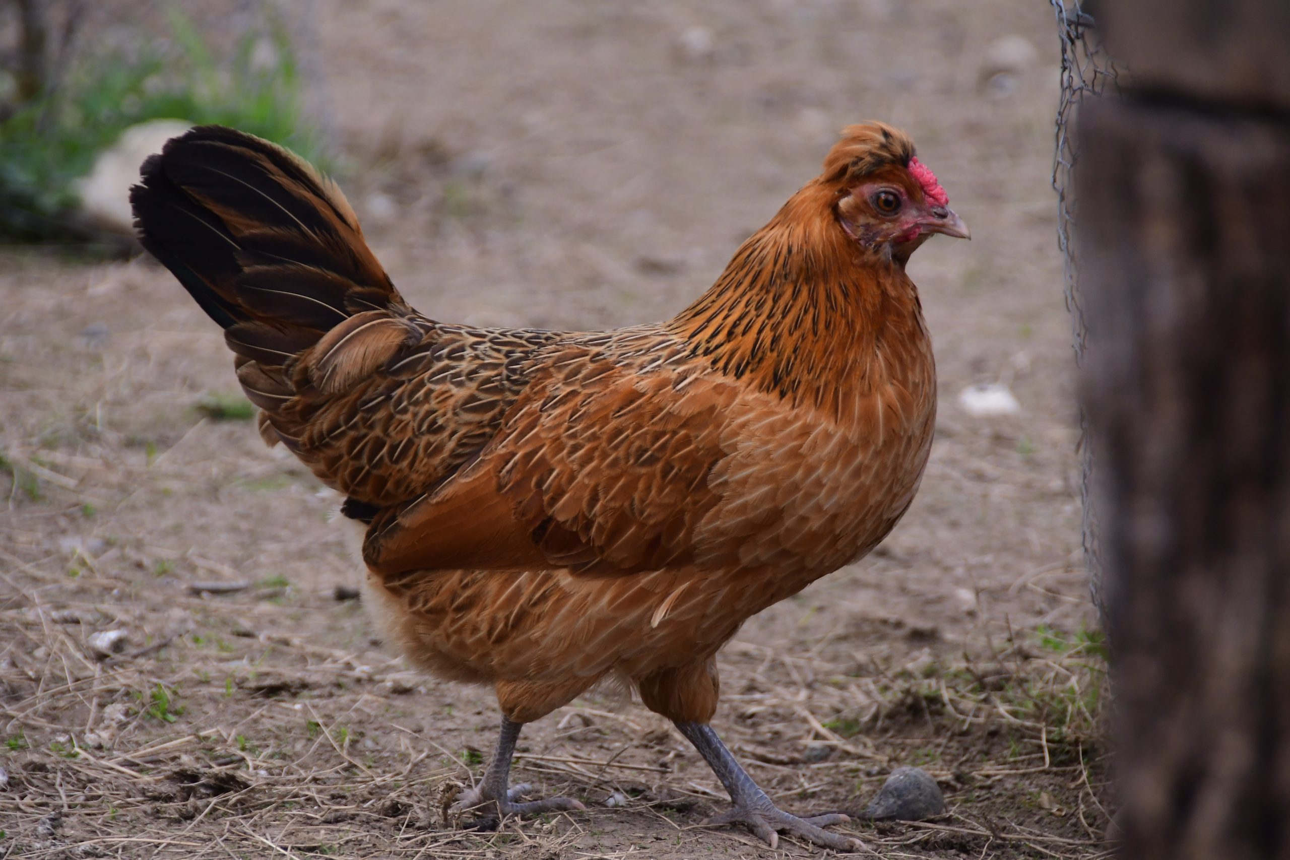 Les poux rouges chez la poule : comment les éliminer ?