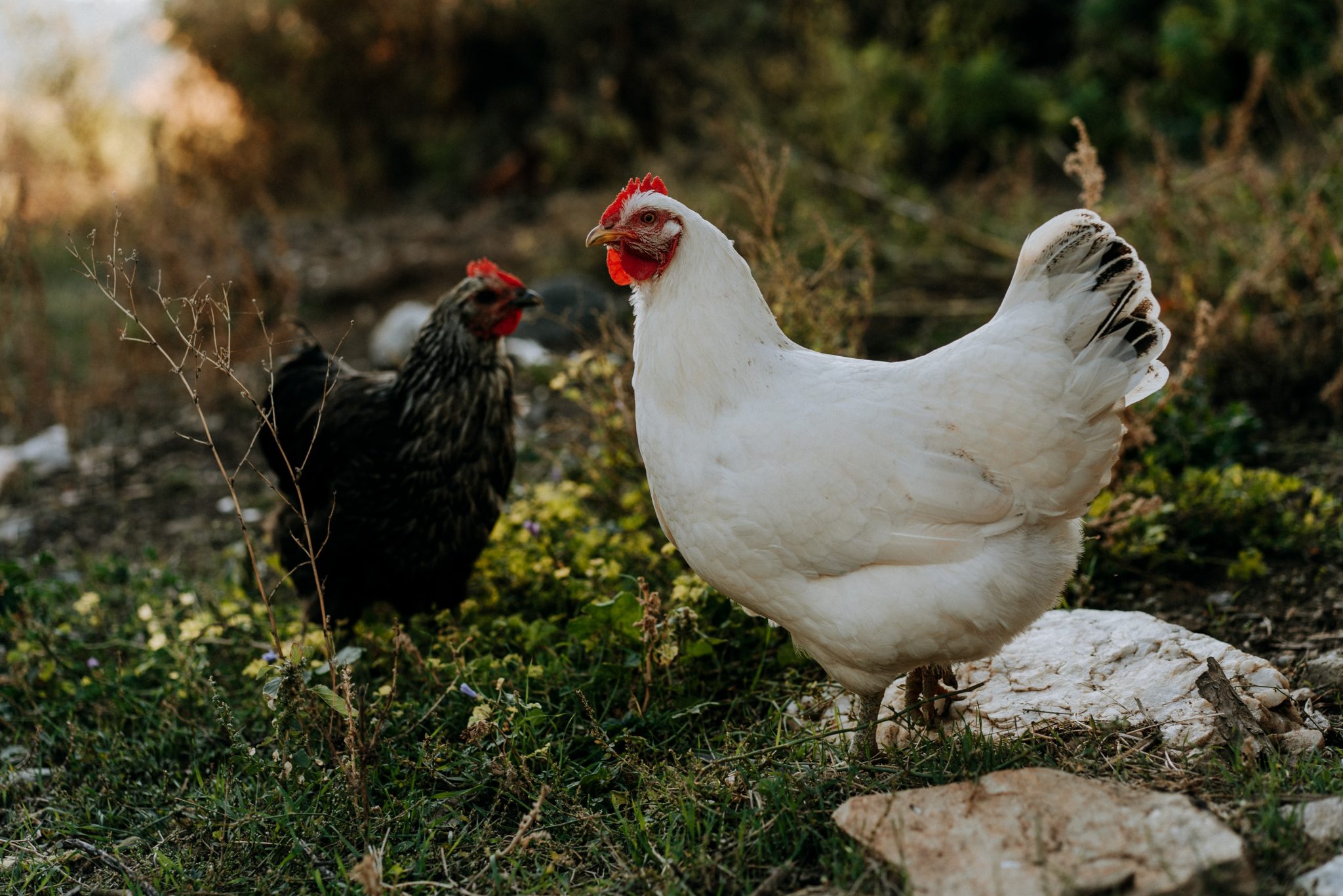 Liste Des Plantes Toxiques Pour Les Poules