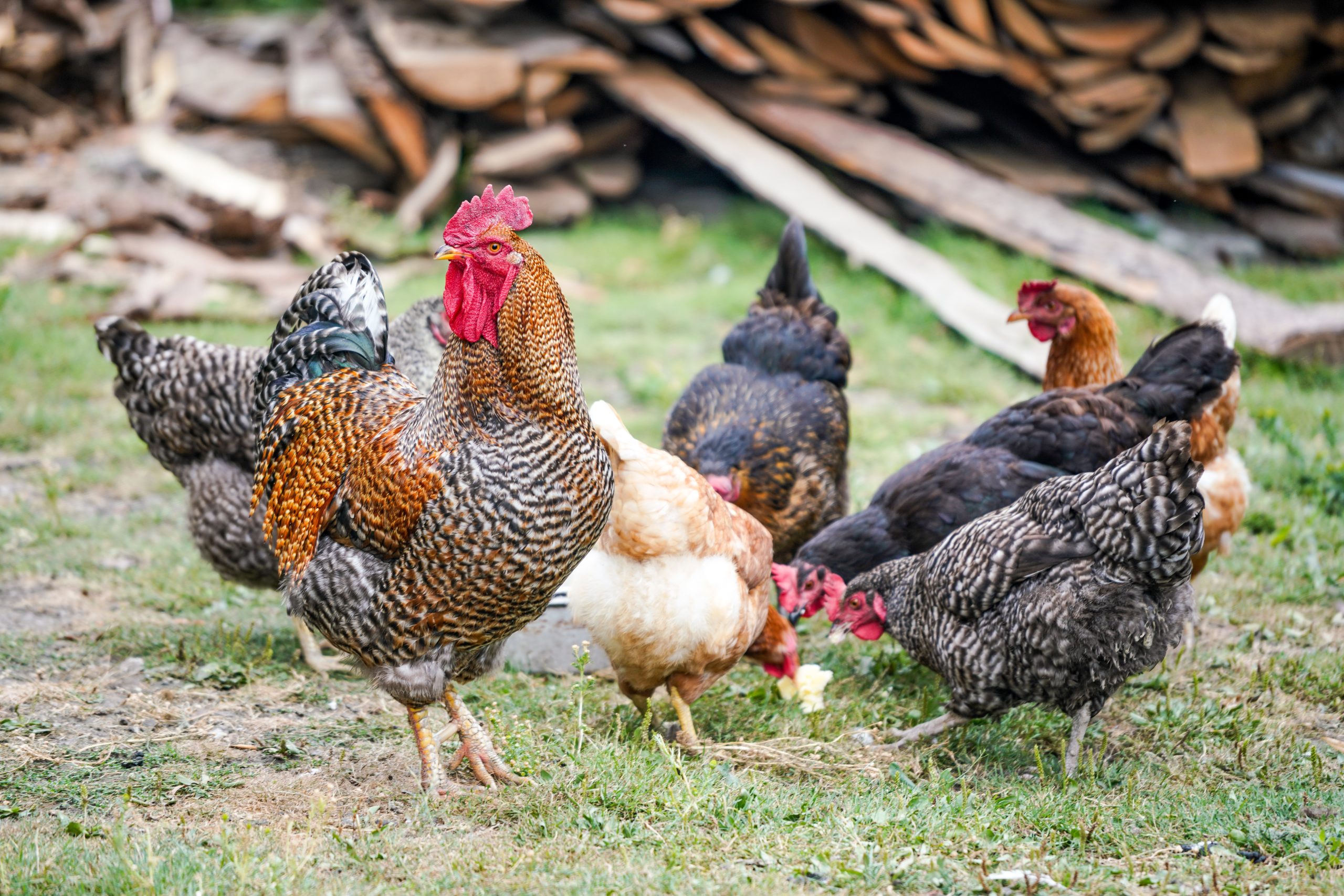 pourquoi-elever-des-poules-est-benefique-pour-environnement