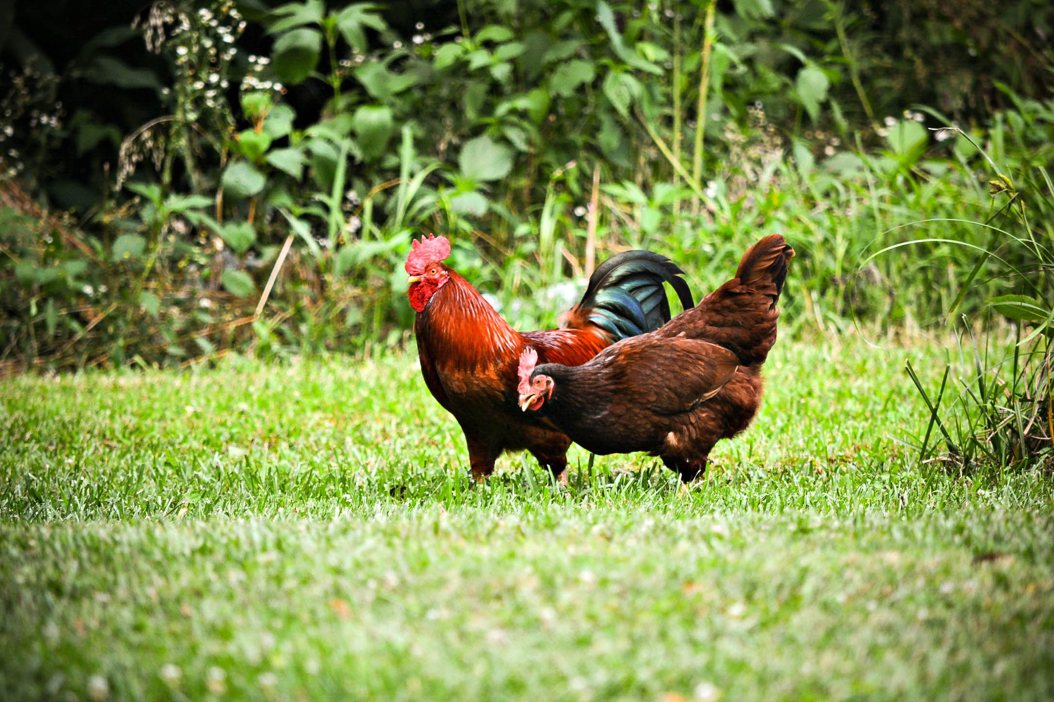 un-jardin-pour-vos-poules