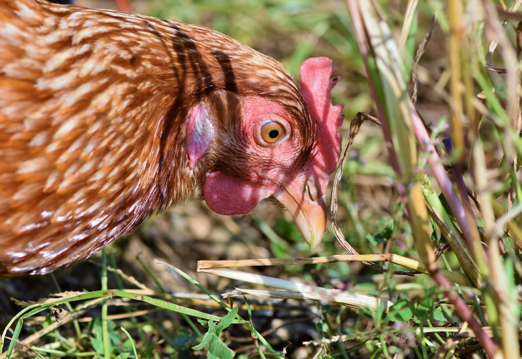 5-plantes-benefiques-pour-les-poules