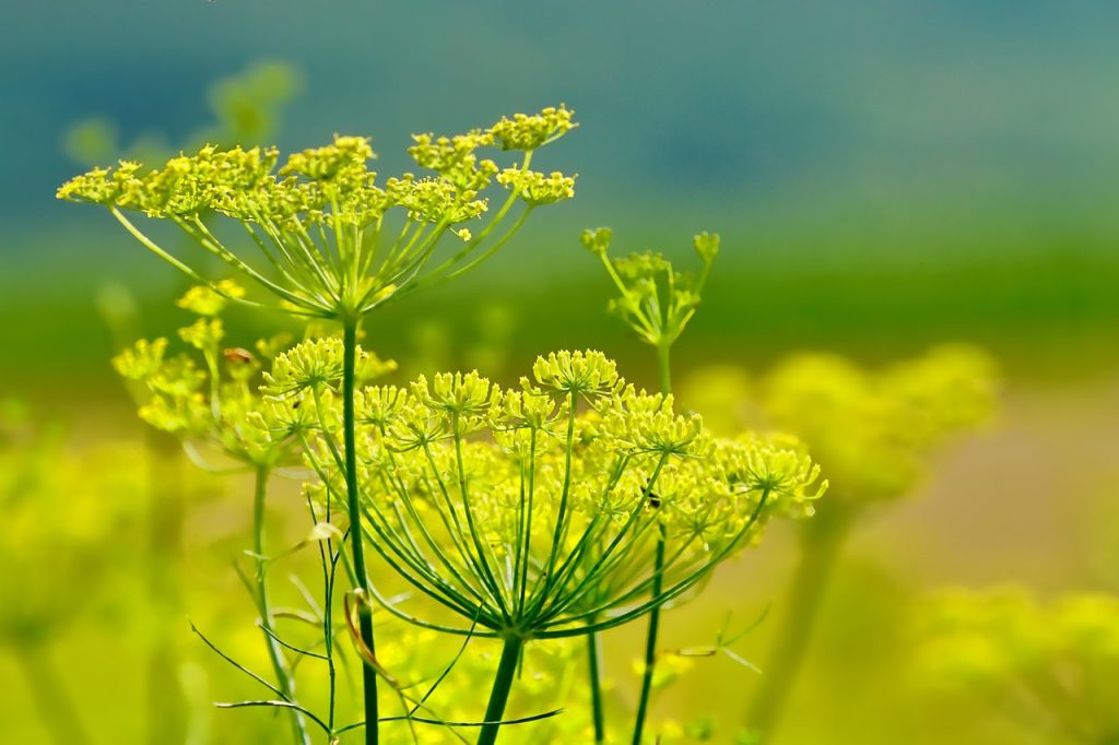 5-plantes-benefiques-pour-les-poules Foeniculum vulgare