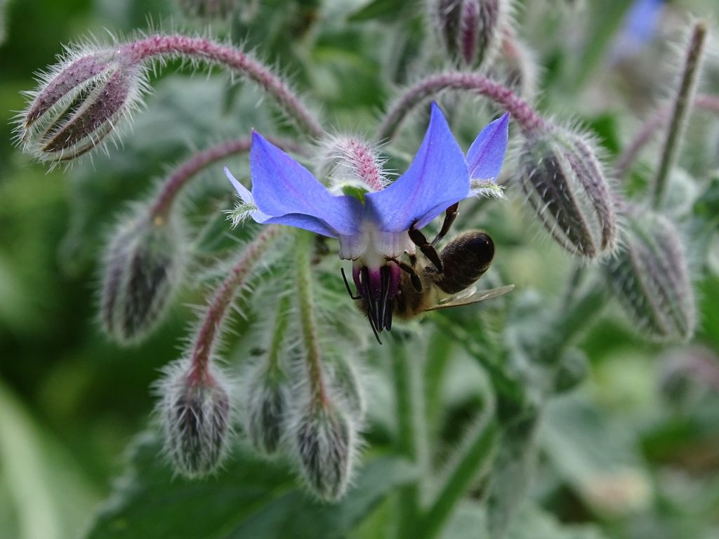 5-plantes-benefiques-pour-les-poules bourrache Borago officinalis