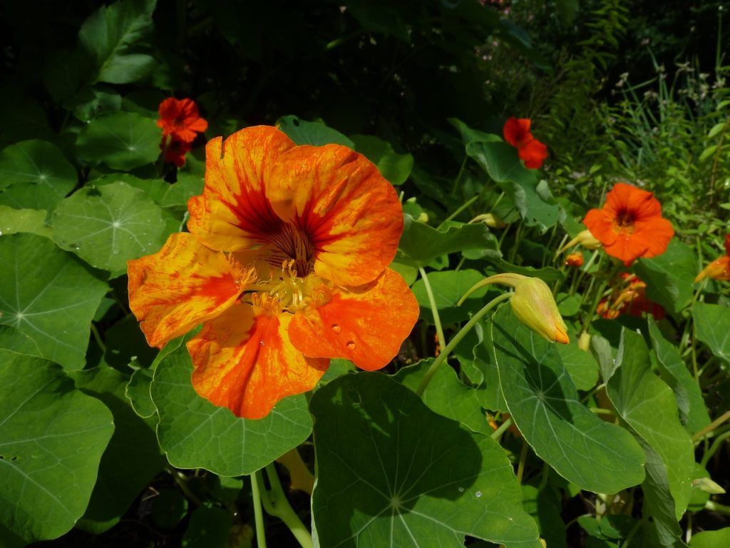 5-plantes-benefiques-pour-les-poules capucine Tropaeolum majus