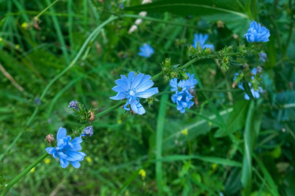 5-plantes-benefiques-pour-les-poules chicorée Cichorium intybus