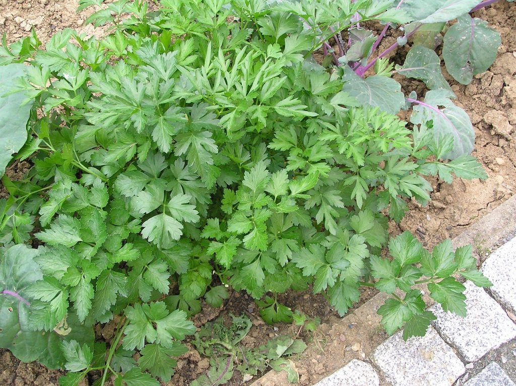 5-plantes-benefiques-pour-les-poules persil Petroselinum crispum