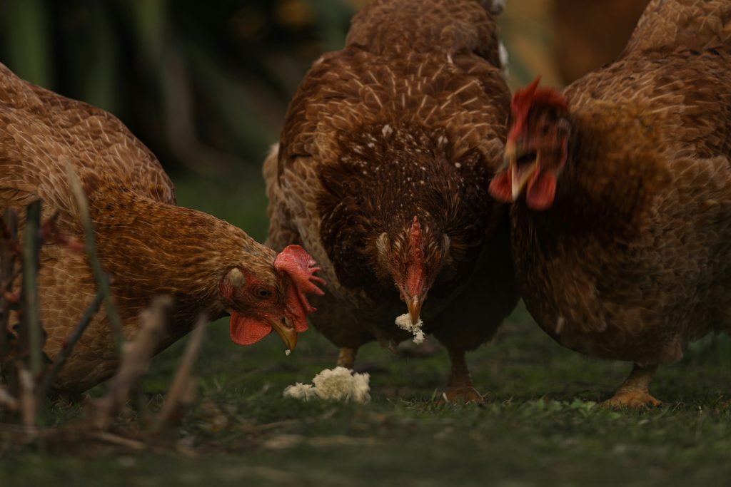 a-quelle-frequence-faut-il-nourrir-les-poules