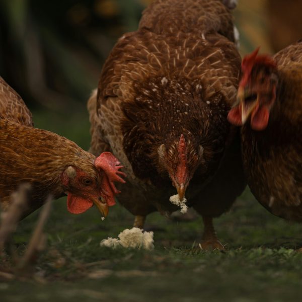 a-quelle-frequence-faut-il-nourrir-les-poules