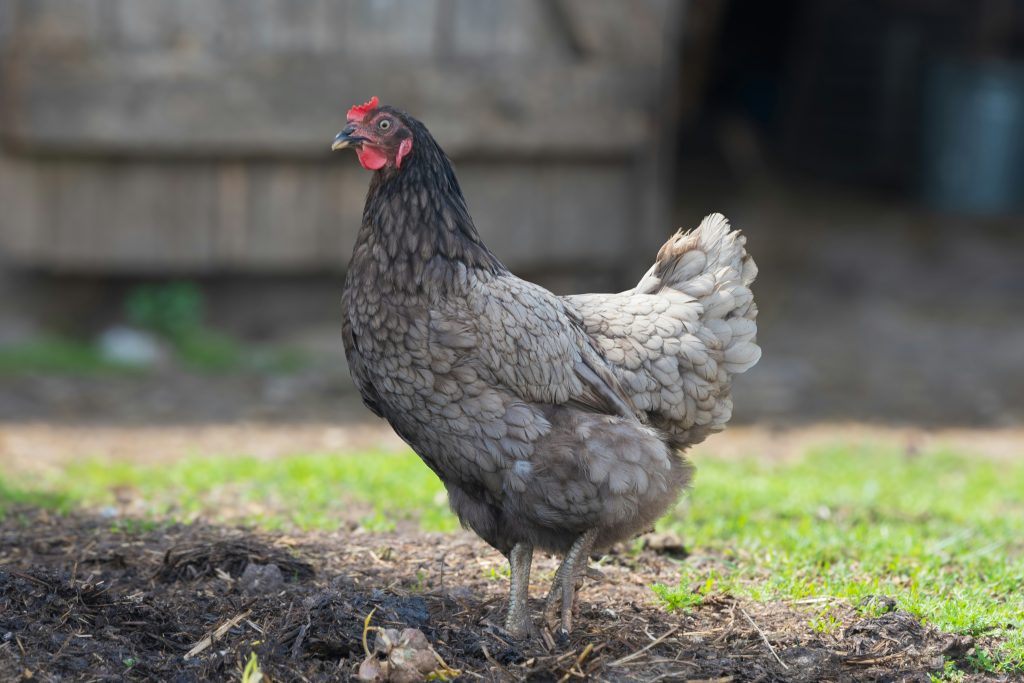 boostez-immunite-des-poules-avec-extrait-de-pepin-de-pamplemousse