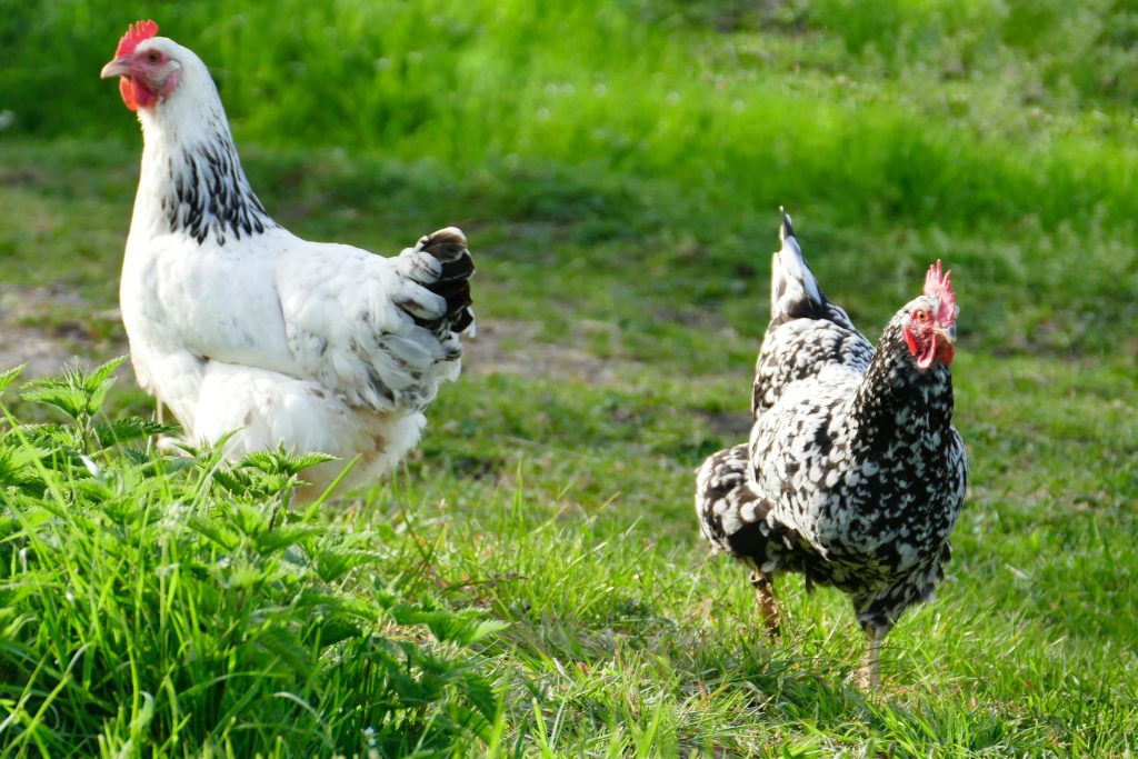 ce-que-vous-devez-savoir-sur-le-melange-de-grains