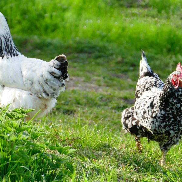 ce-que-vous-devez-savoir-sur-le-melange-de-grains