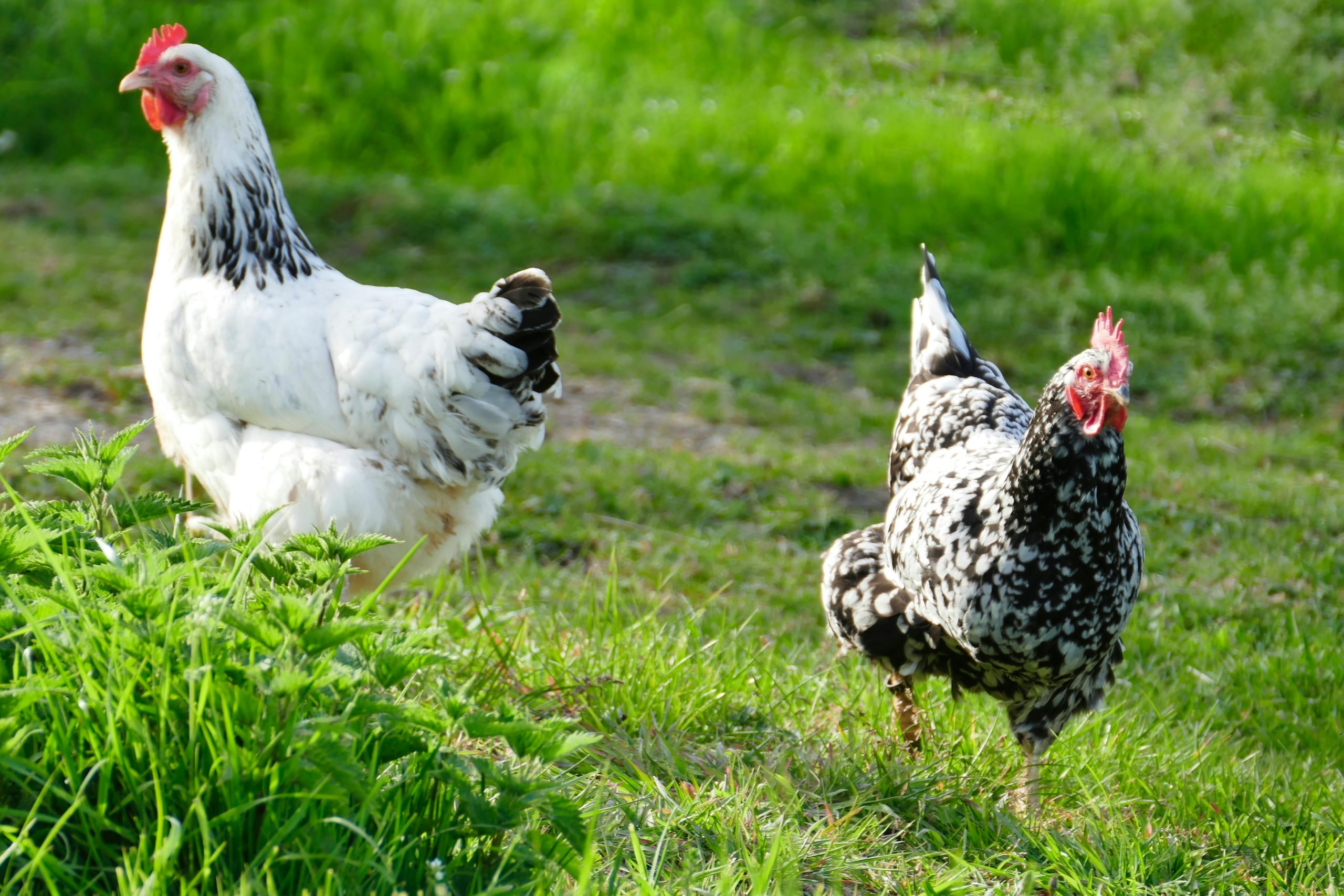 ce-que-vous-devez-savoir-sur-le-melange-de-grains