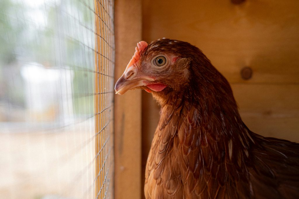 ce-que-vous-devez-savoir-sur-les-poules-de-reforme