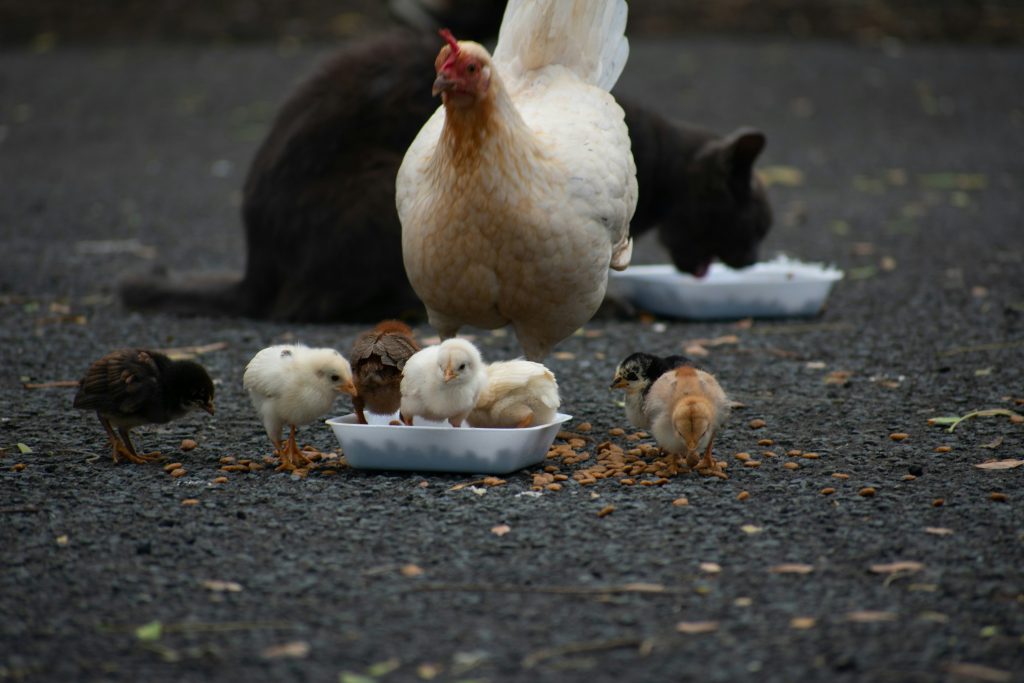 chats-et-poules-comment-les-faire-cohabiter