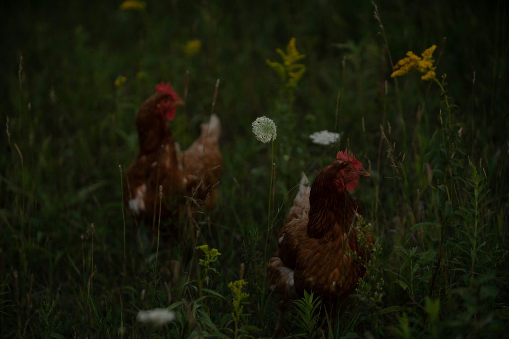 intelligence-des-poules-serait-sous-estimee