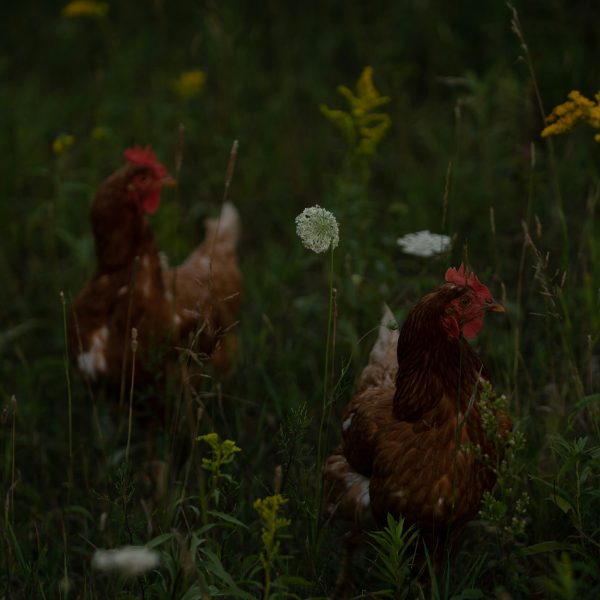 intelligence-des-poules-serait-sous-estimee