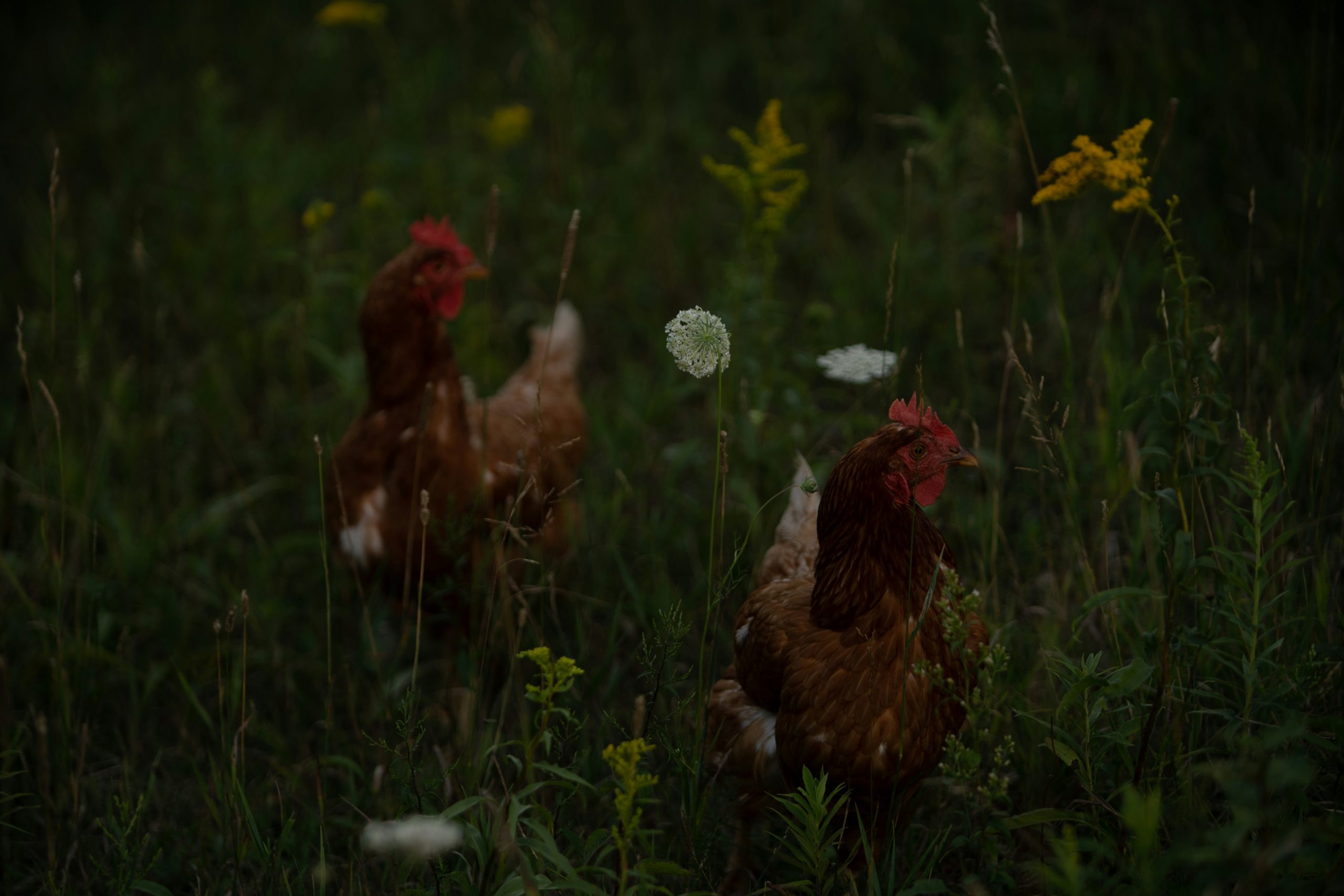 intelligence-des-poules-serait-sous-estimee