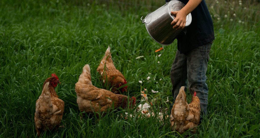 les-avantages-des-poules-au-jardin