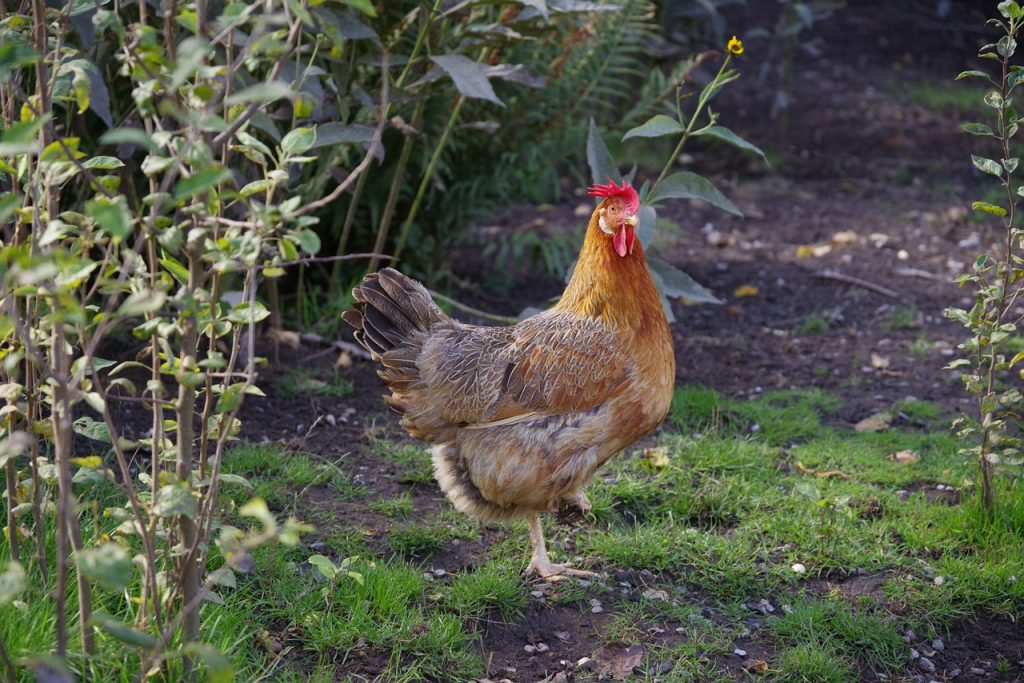 les-meilleures-plantes-pour-enclos-a-poules