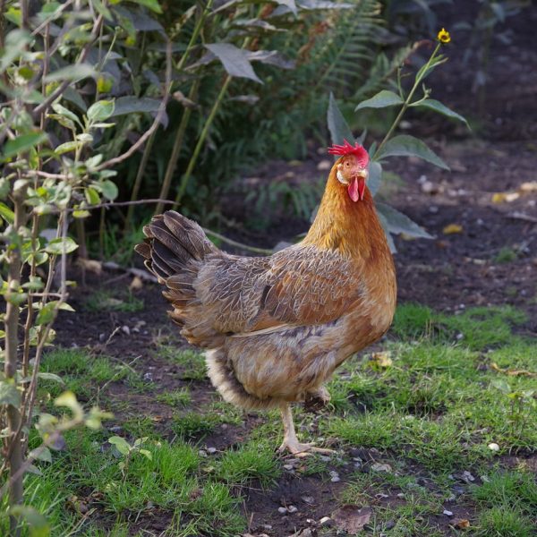 les-meilleures-plantes-pour-enclos-a-poules