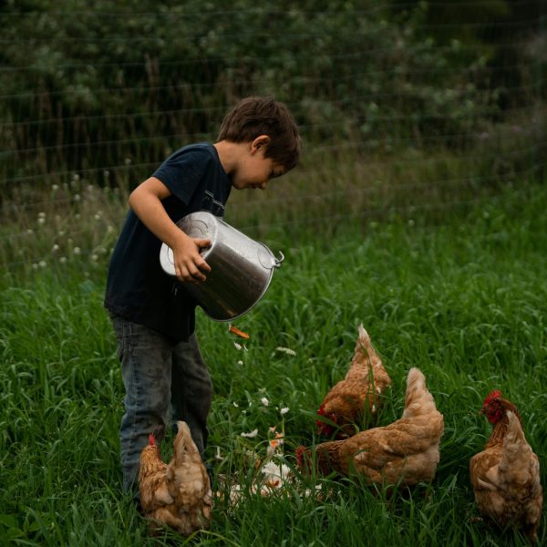 les-questions-des-enfants-sur-les-poules