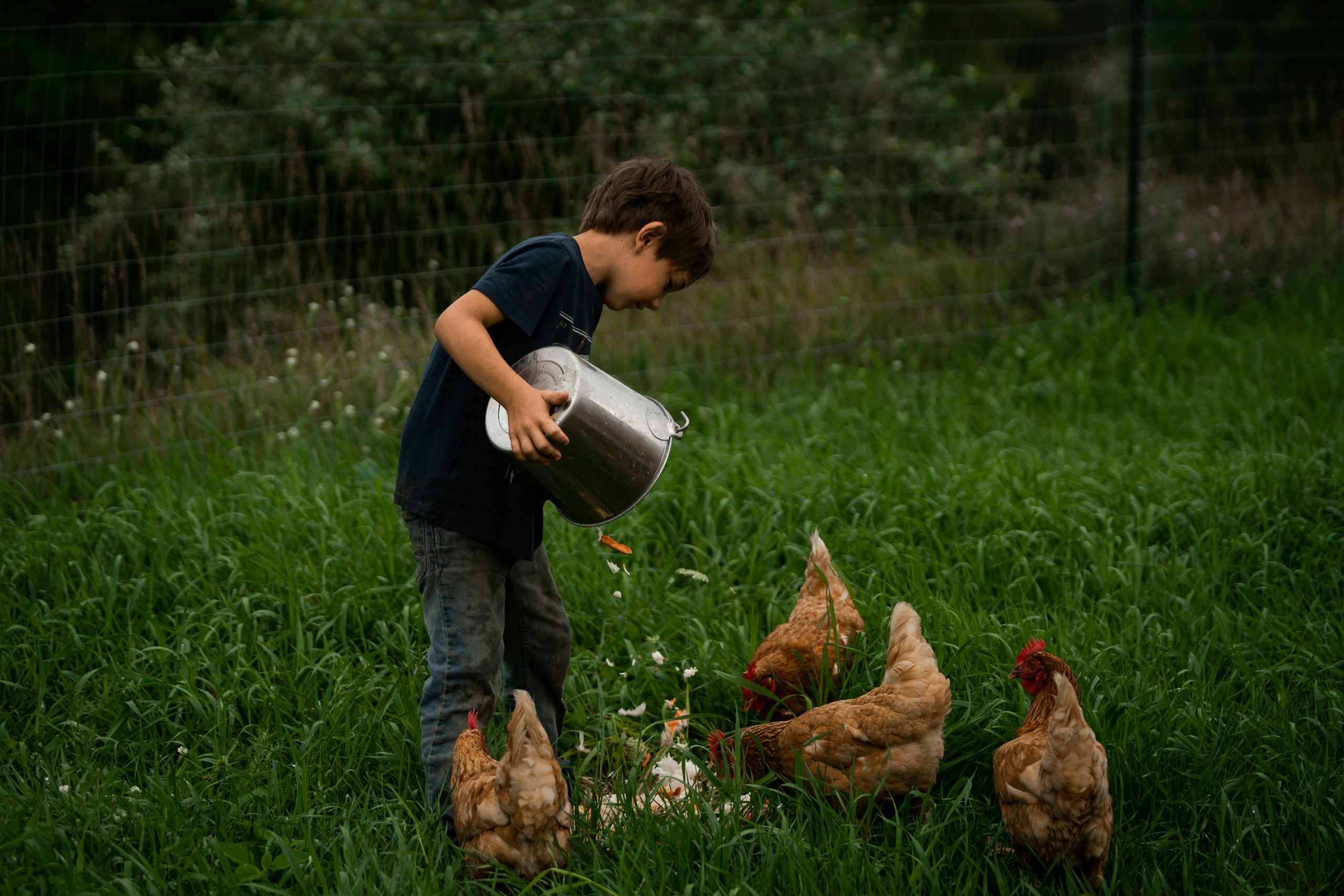 les-questions-des-enfants-sur-les-poules