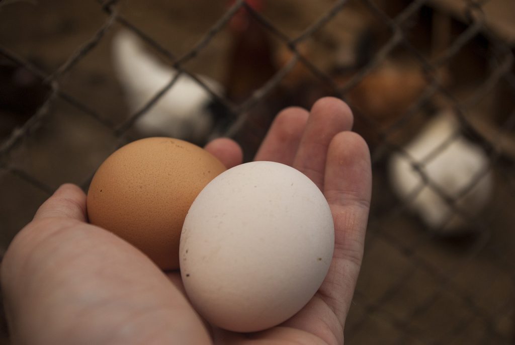 pourquoi-vos-poules-ne-pondent-pas