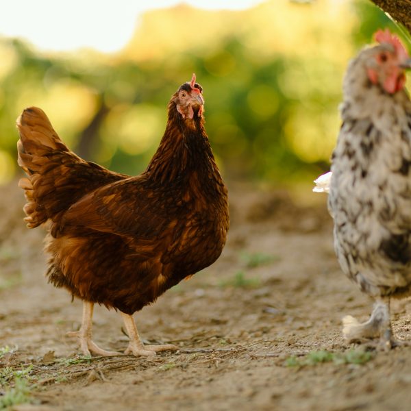 traiter-les-infections-a-e-coli-chez-les-poules