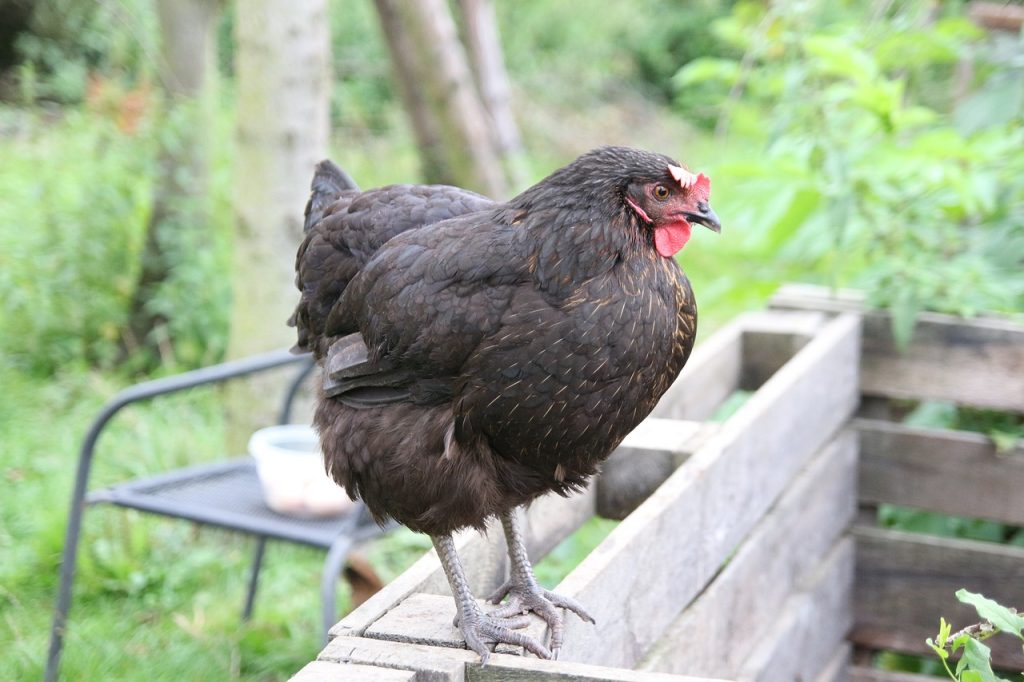 comment-manipuler-une-poule