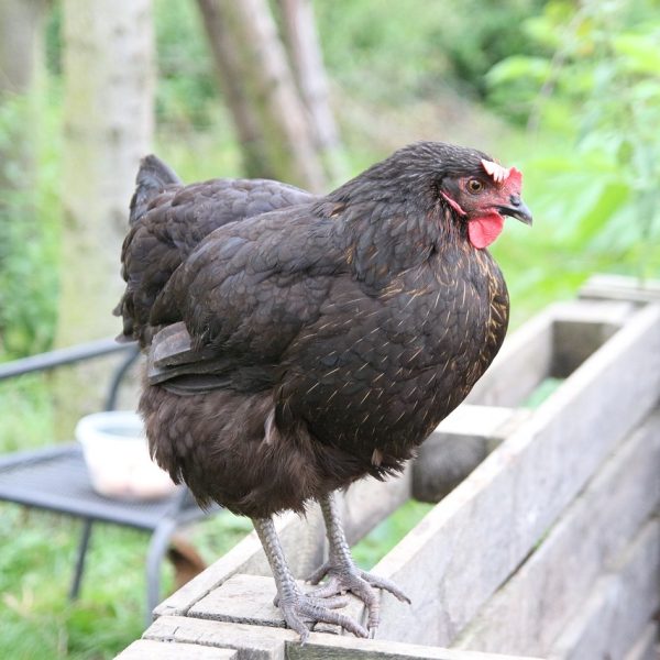 comment-manipuler-une-poule