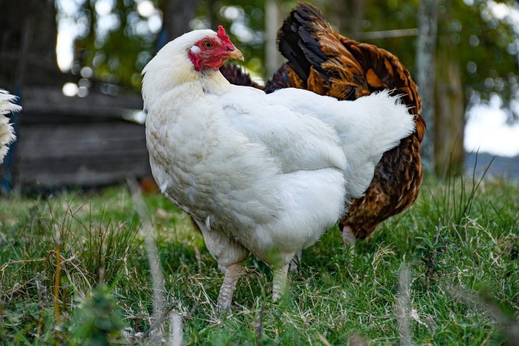 Idées pour nommer vos poules