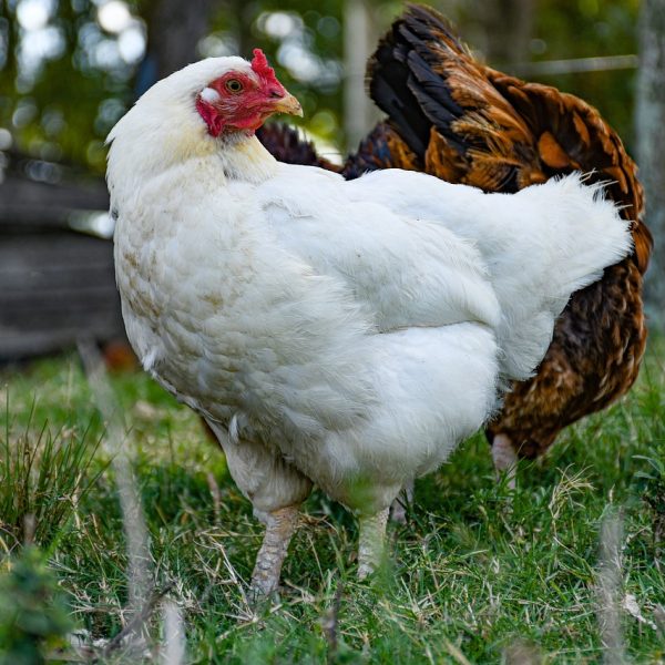 Idées pour nommer vos poules