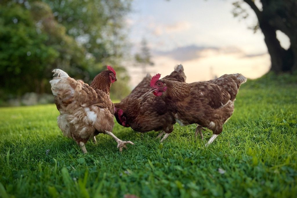 prendre-soin-de-poules-de-compagnie