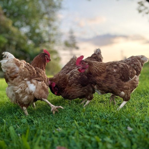 prendre-soin-de-poules-de-compagnie