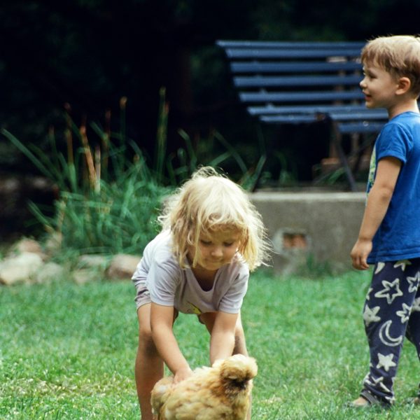 10-raisons-adopter-des-poules-au-printemps