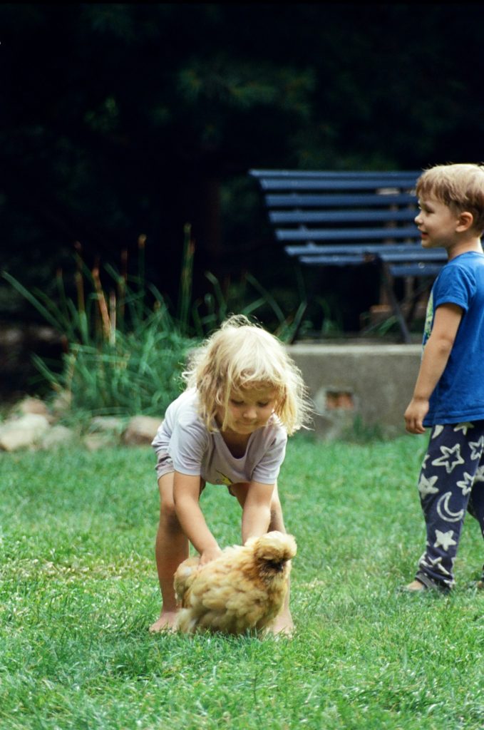 10-raisons-adopter-des-poules-au-printemps
