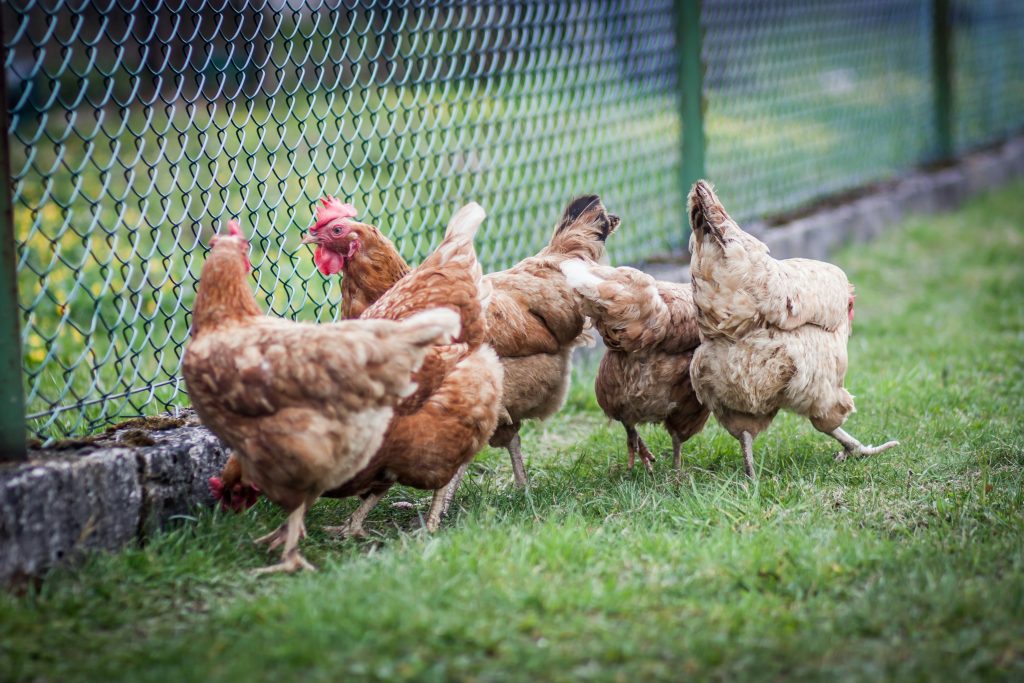 accueillir-et-elever-des-poules-volailles