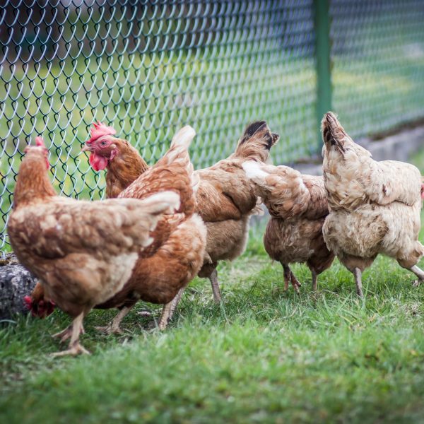 accueillir-et-elever-des-poules-volailles