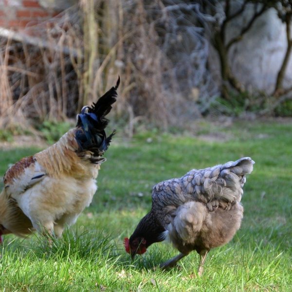 le-cholera-aviaire-symptomes-et-traitement