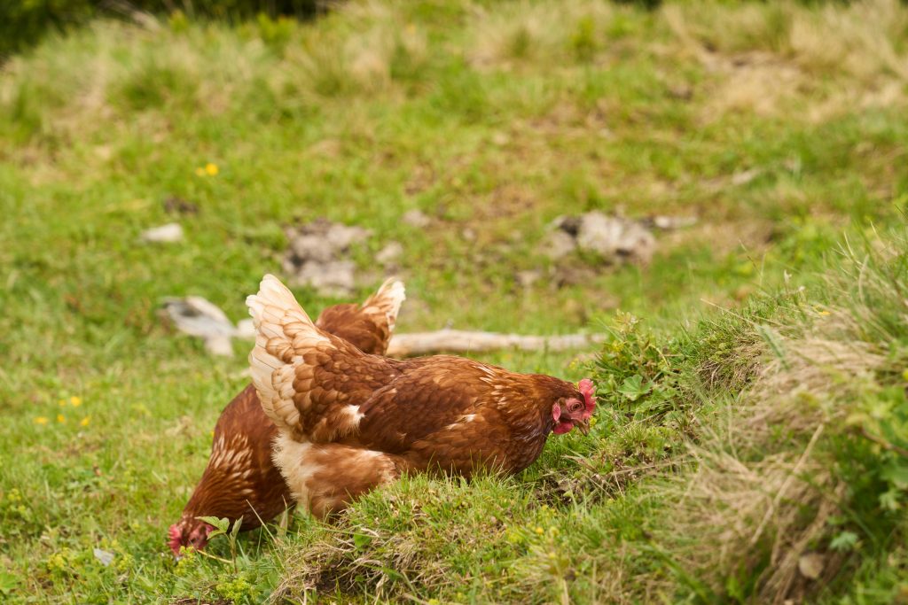 aspergillose-chez-les-poules-causes-symptomes-et-prevention