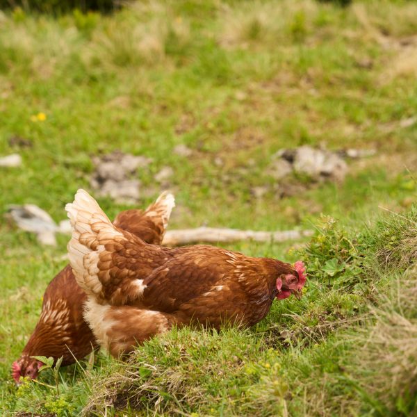 aspergillose-chez-les-poules-causes-symptomes-et-prevention