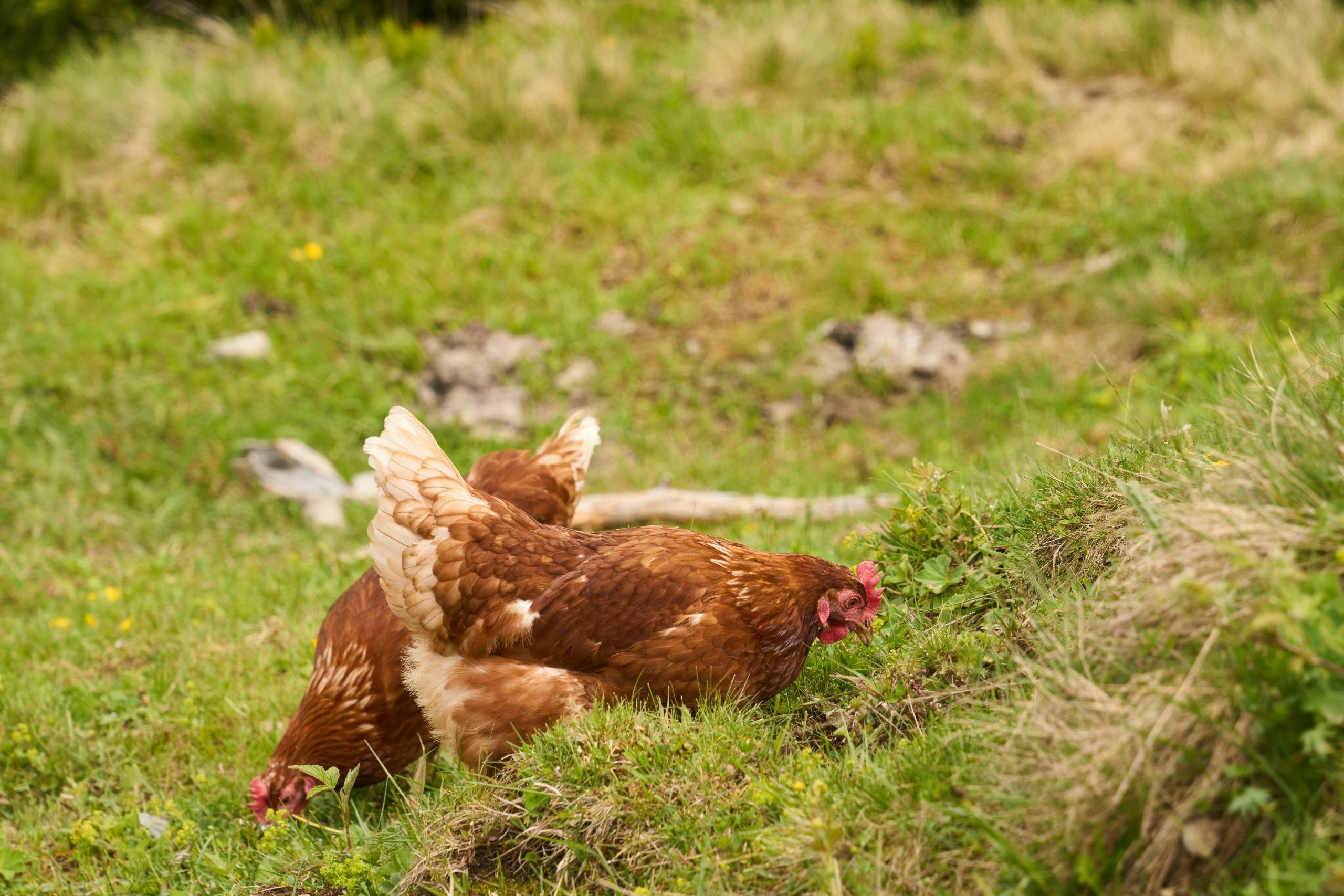 aspergillose-chez-les-poules-causes-symptomes-et-prevention